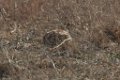 Burrowing Owl 2016-02-13_1
